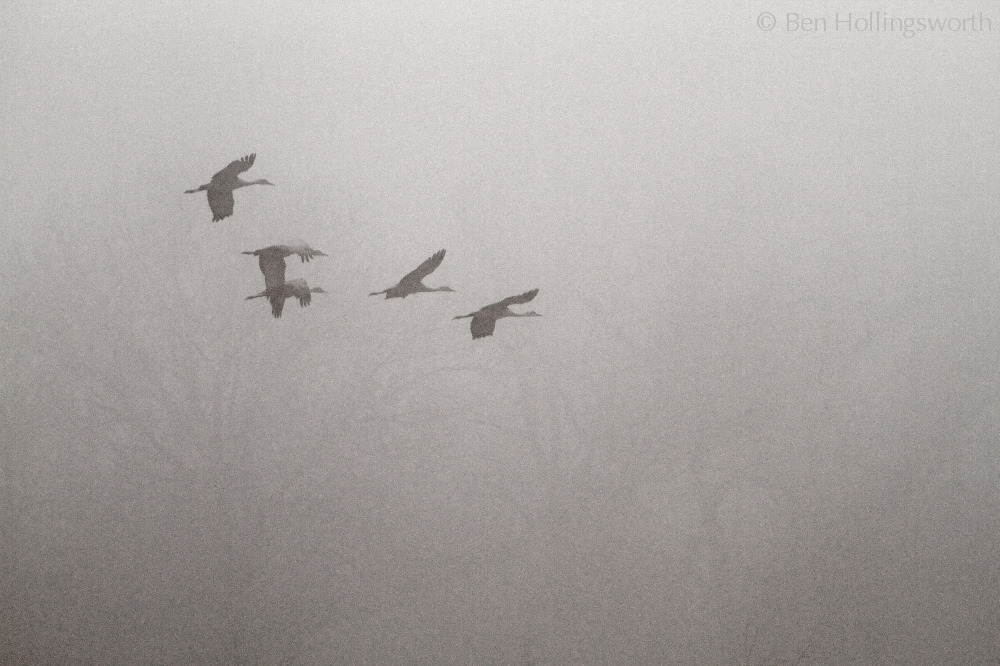 Prairie Rim Images Shooting Sandhill Cranes with my daughter