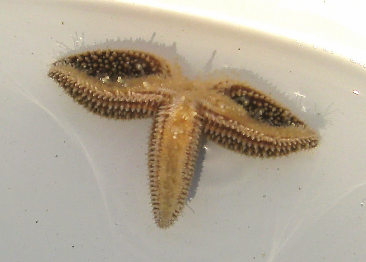 Harbor Watch: Sea Stars at MacMillan Wharf