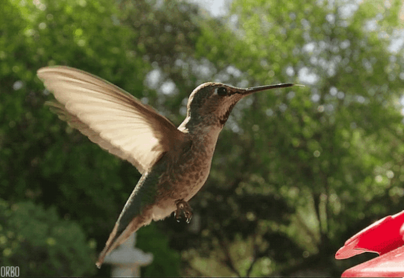 11 High-Res Photos Of Hummingbirds That Will Leave You Breathless 11 High-Res Photos Of Hummingbirds That Will Leave You Breathless