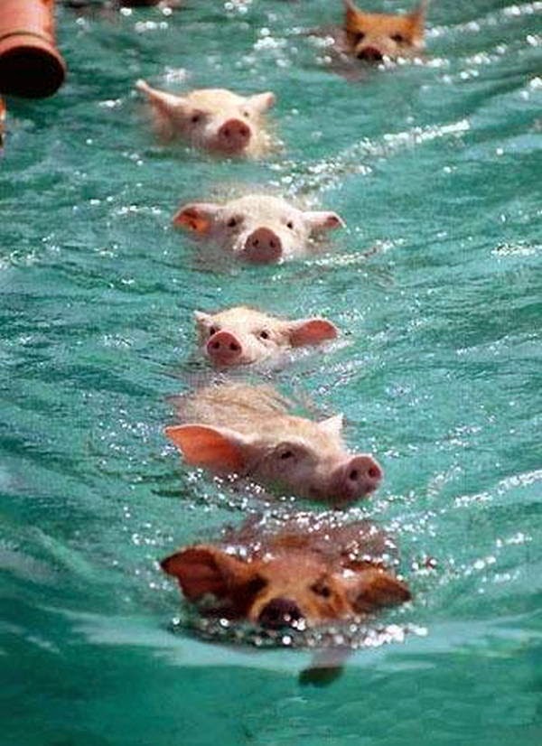 Funny animals of the week - 28 March 2014 (40 pics), swimming pigs