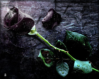 Dark Roses HD Wallpapers