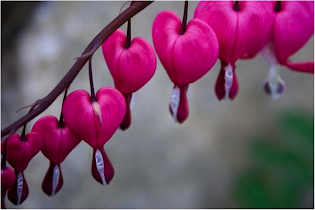 Bleeding Hearts