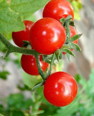 problemi coltivazione pomodori