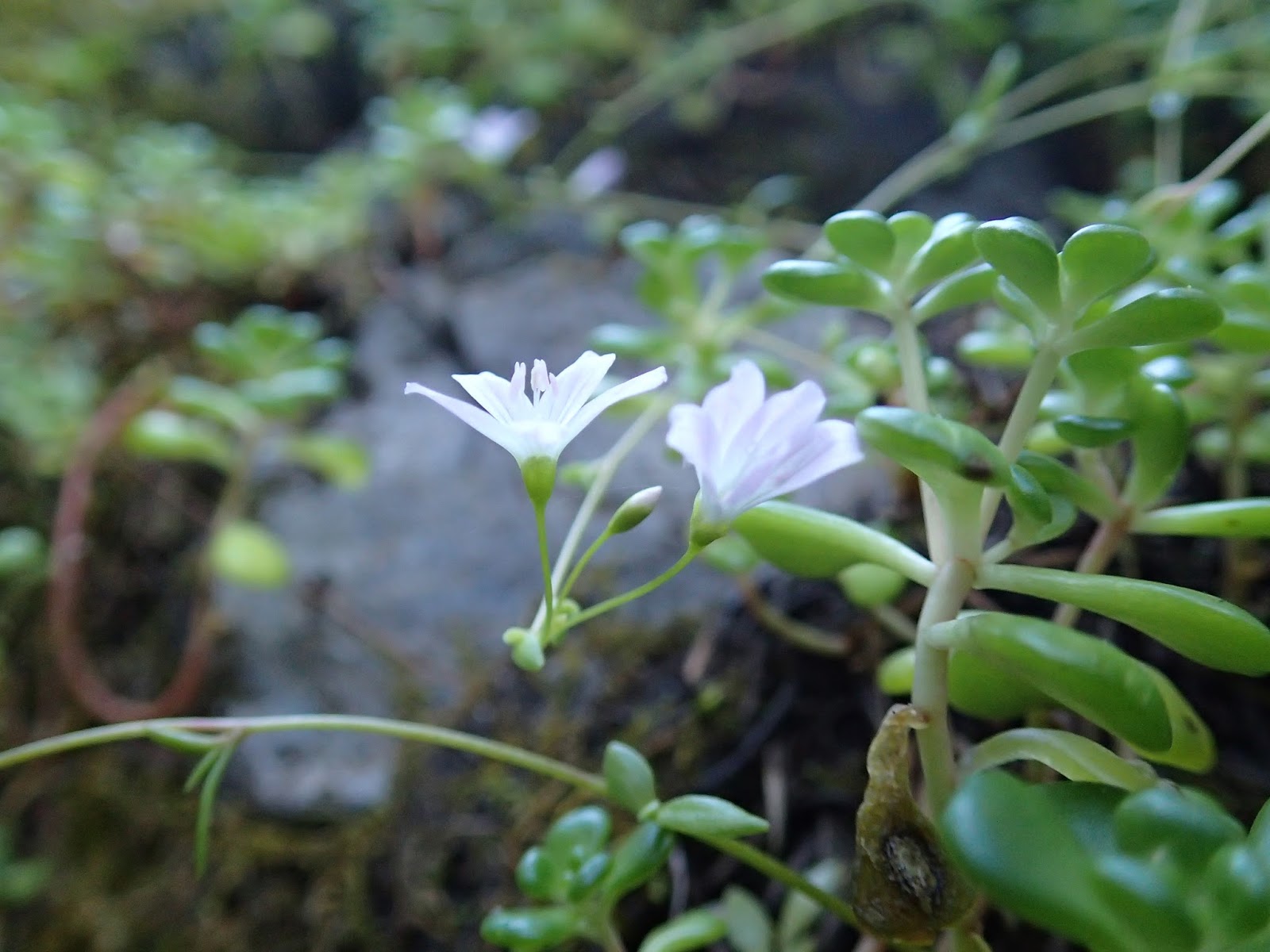 Casing Oregon Wildflower Hikes Iron Mountain