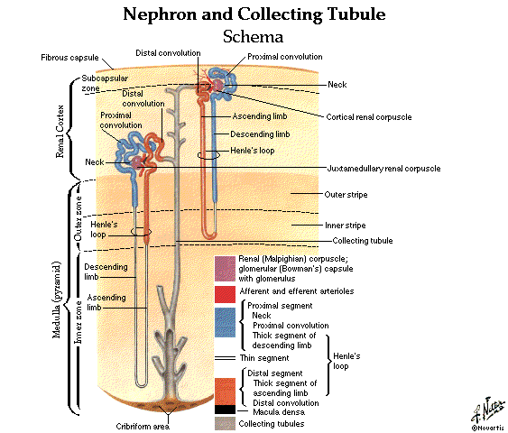 Proximal Tubule Function