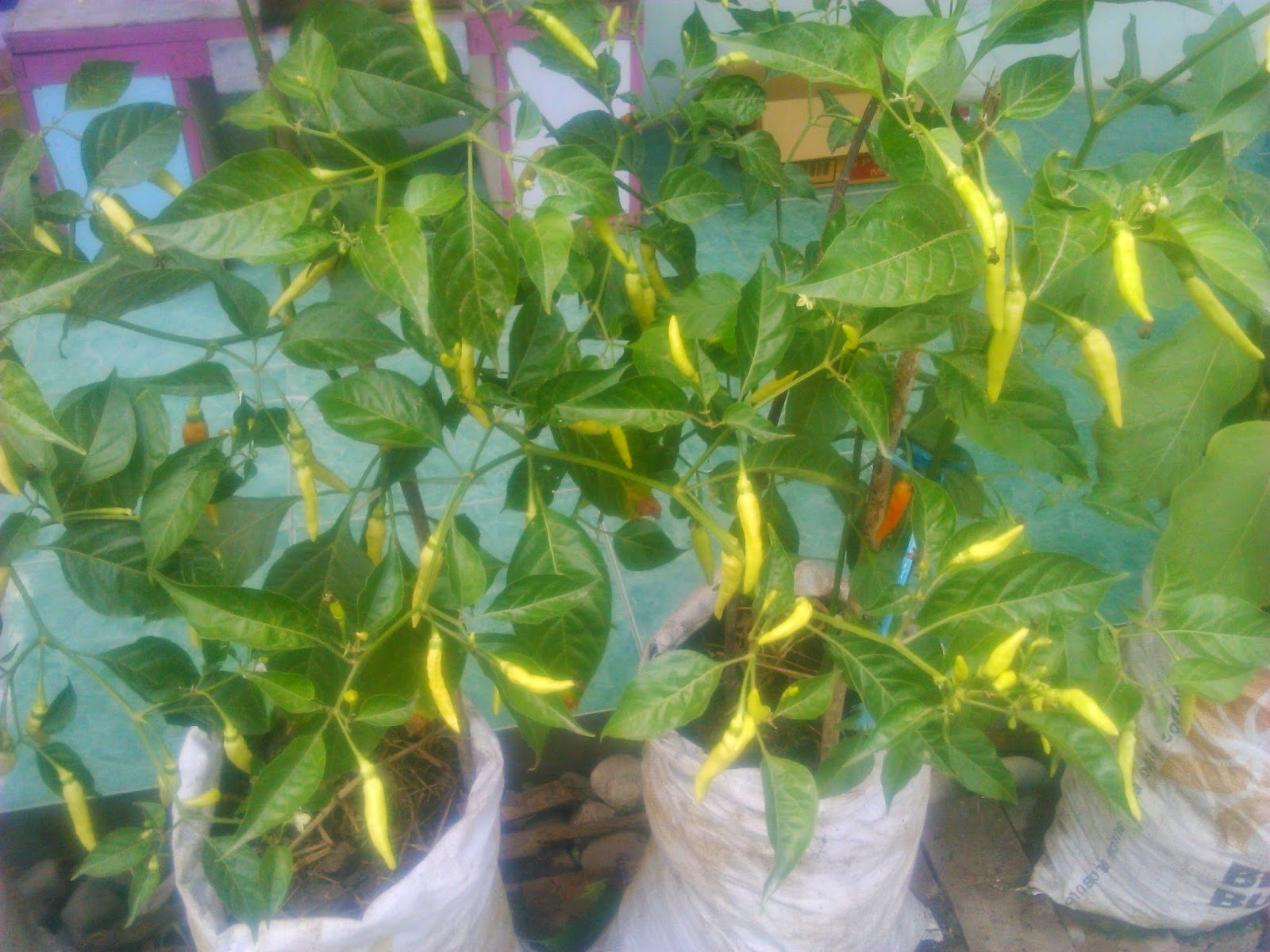 budidaya cabe rawit di halaman rumah