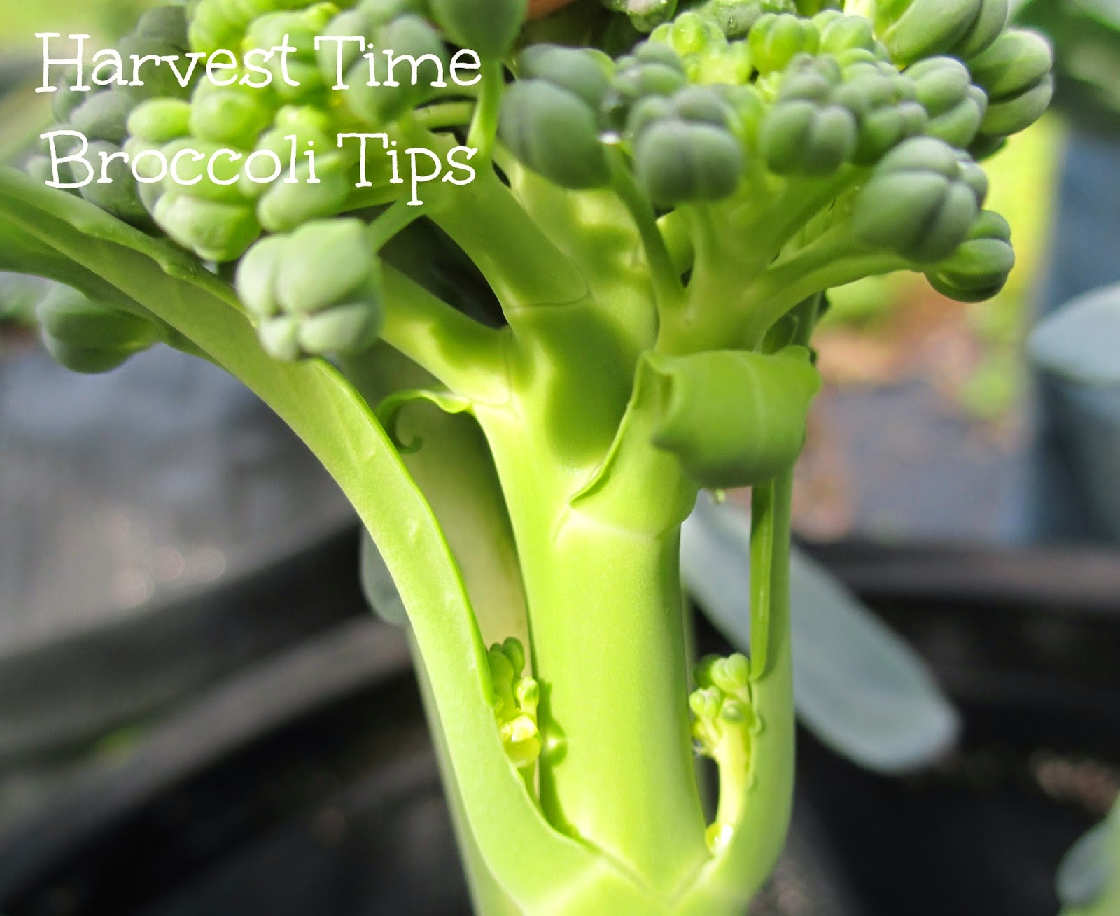 Maple Hill 101 Harvest Time SeriesBroccoli Tips