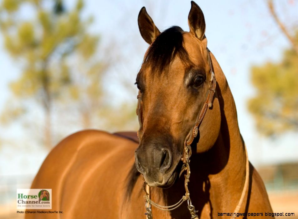 ranch horse 11024x768 ranch horse 11024x768