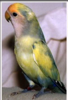gambar burung labet lovebirds biru gambar hidup gambar burung labet lovebirds biru gambar hidup
