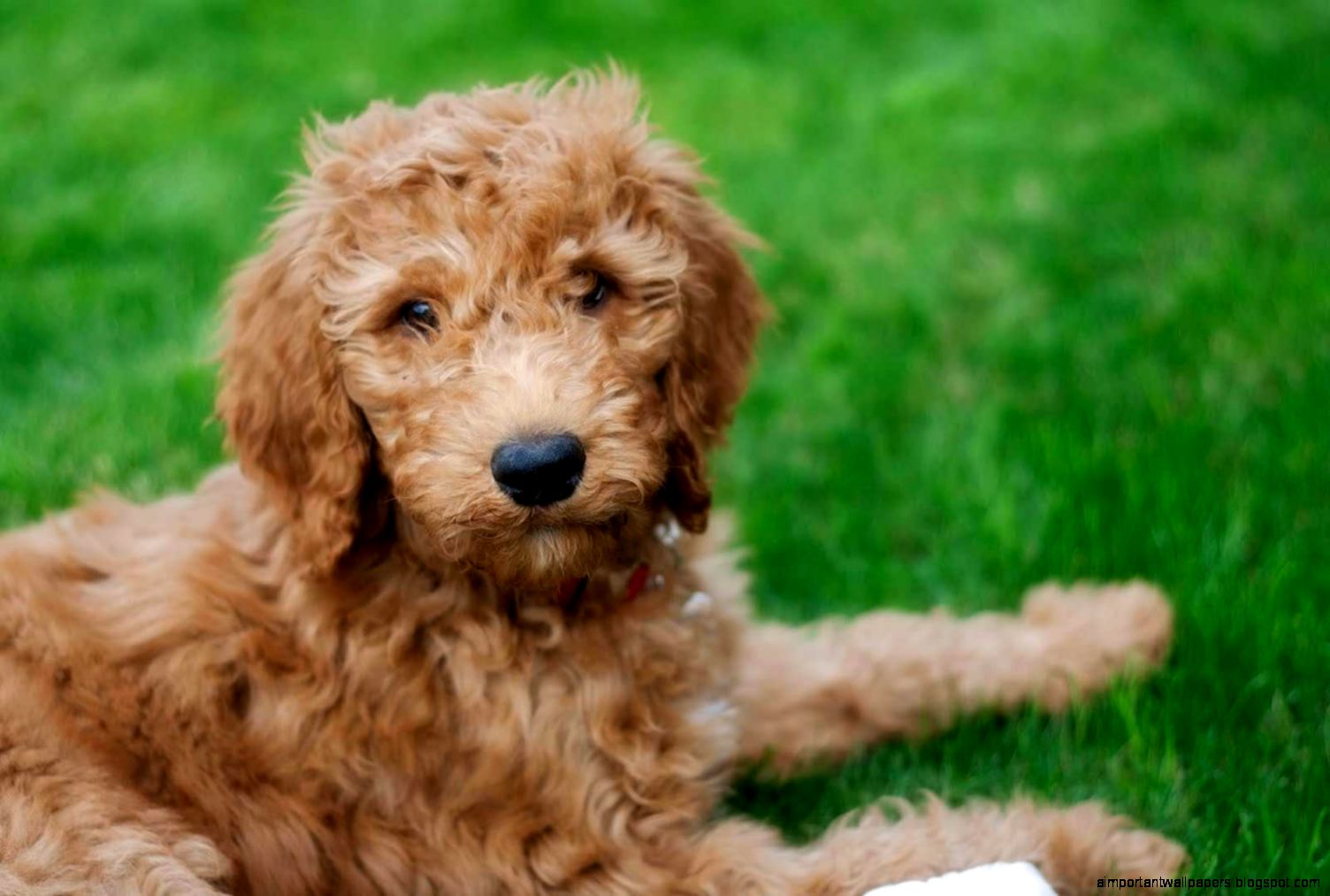 Goldendoodle Wallpaper Goldendoodle Wallpaper