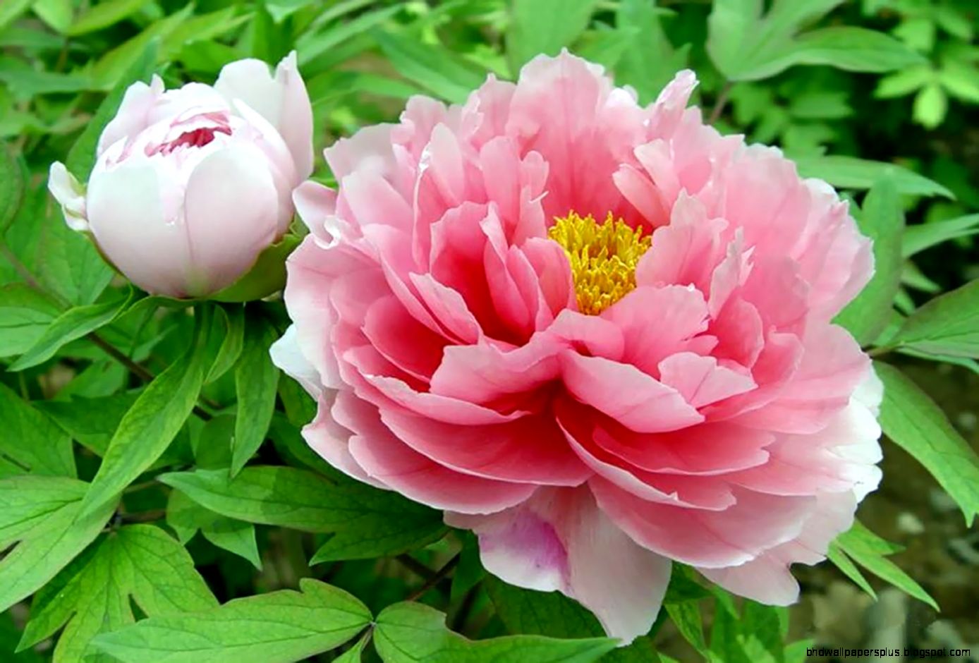 Pink Peony Flower in Bloom and Bud Free Graphics Download Pink Peony Flower in Bloom and Bud Free Graphics Download