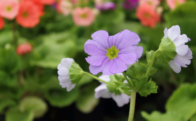 Poison Primrose Poison Primrose