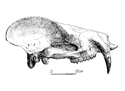 Prodinoceras skull