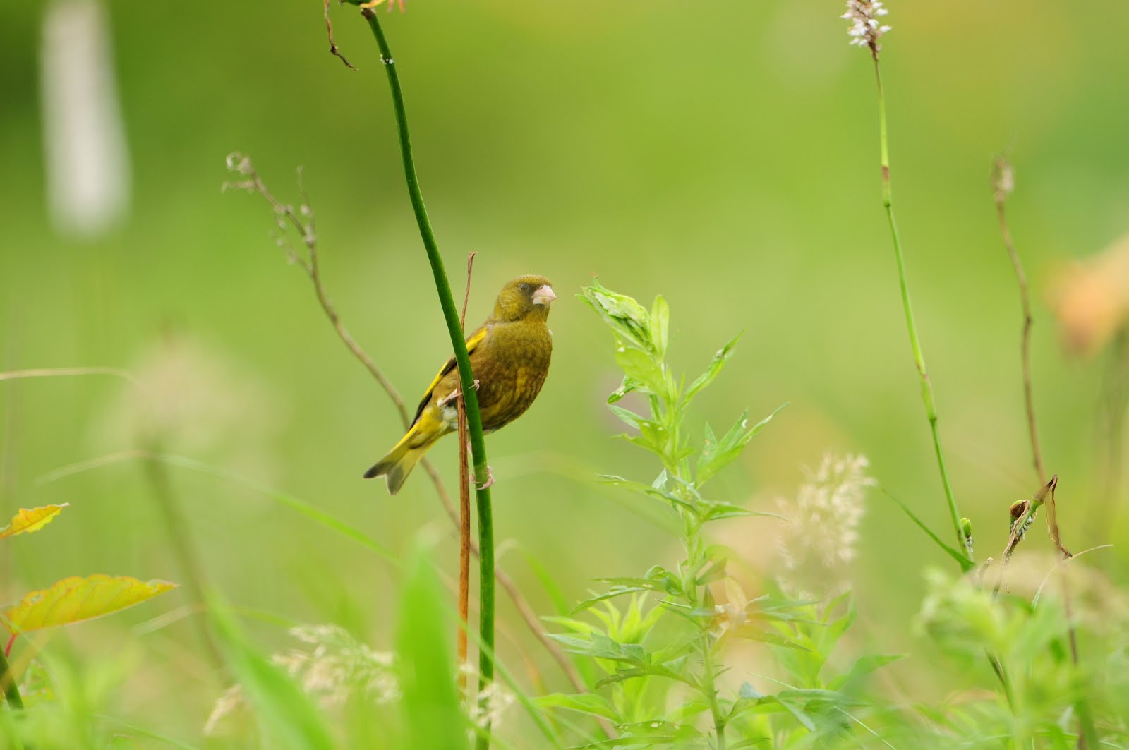 カワラヒワ カワラヒワと似たような鳥