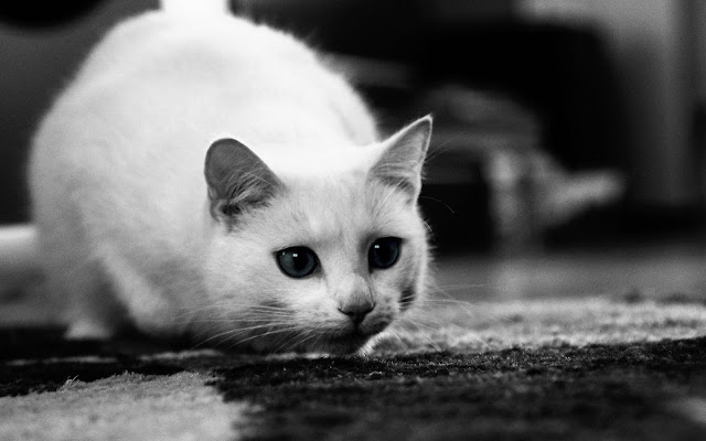 gambar-gambar kucing, foto kucing lucu, wallpaper kucing imut