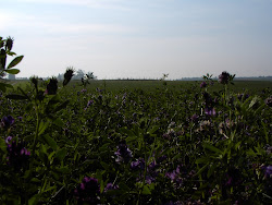 Alfalfa and Timothy Fields