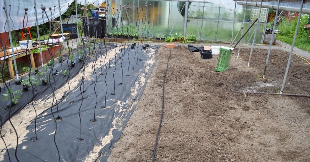 Kleiner Gemüsekönig Ein Bewässerungssystem für die Tomaten