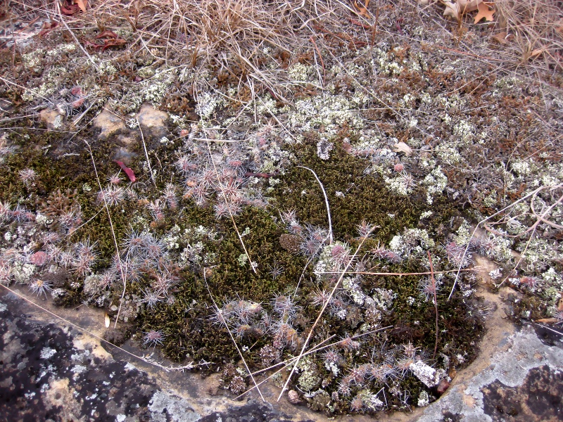 Texas To Mexico Homemade Prickly Pear Sauce Minus A Few Stickers