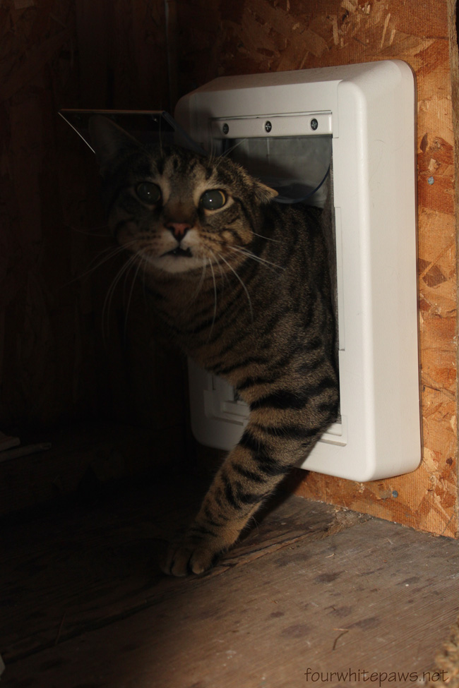 fourwhitepaws new weather proof cat door