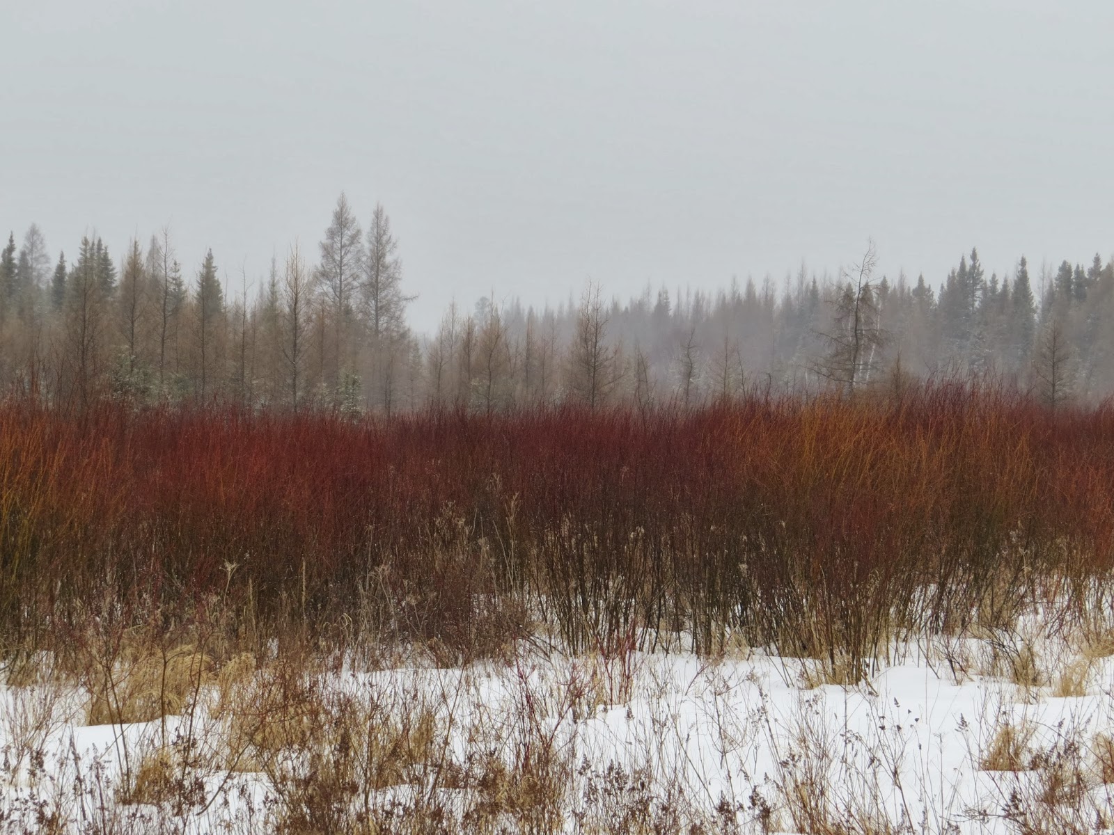 Birding Is Fun! Birding the SaxZim Bog