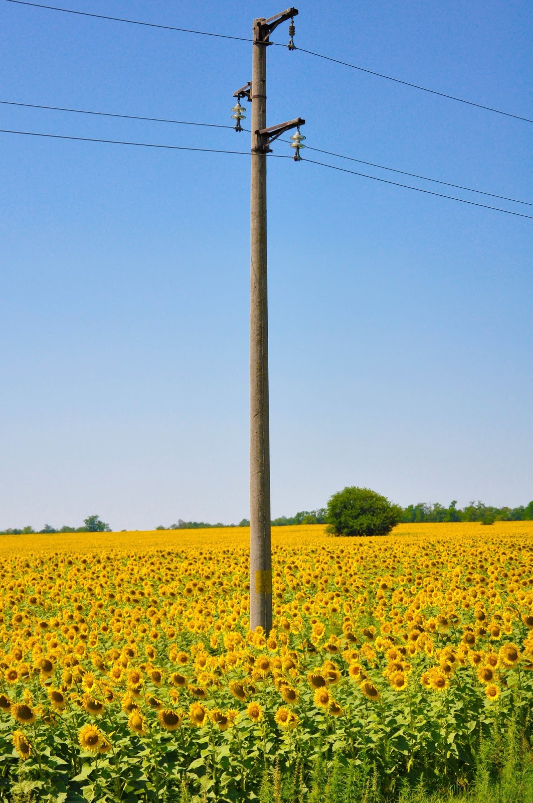 An electricity pilon in a Sunflower field, Varna, Bulgaria