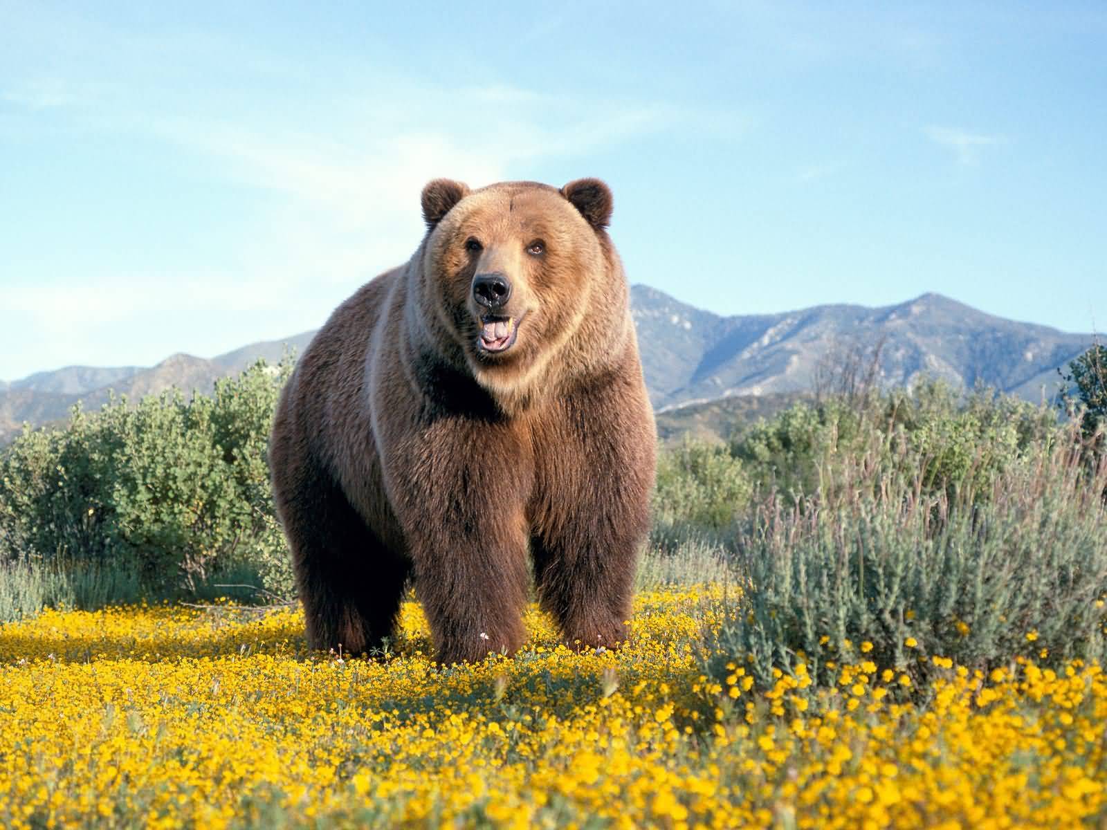 White Wolf : Bear Medicine: What Bear Can Teach Us - Elders Speaks