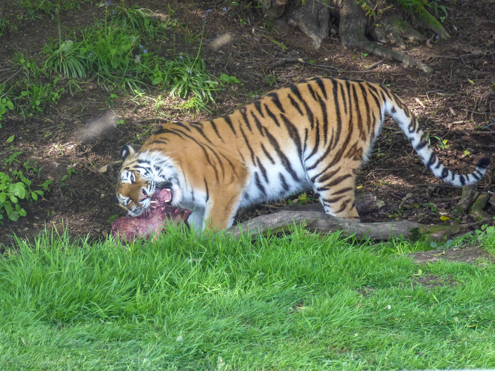 Our Plot at Green Lane Allotments The ultimate wood pigeon deterrent?