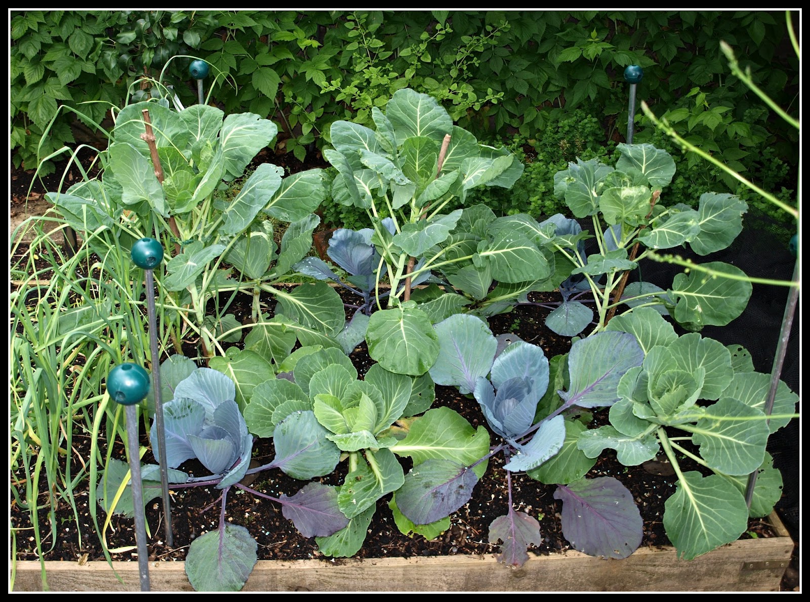 Mark's Veg Plot Brassicas an update