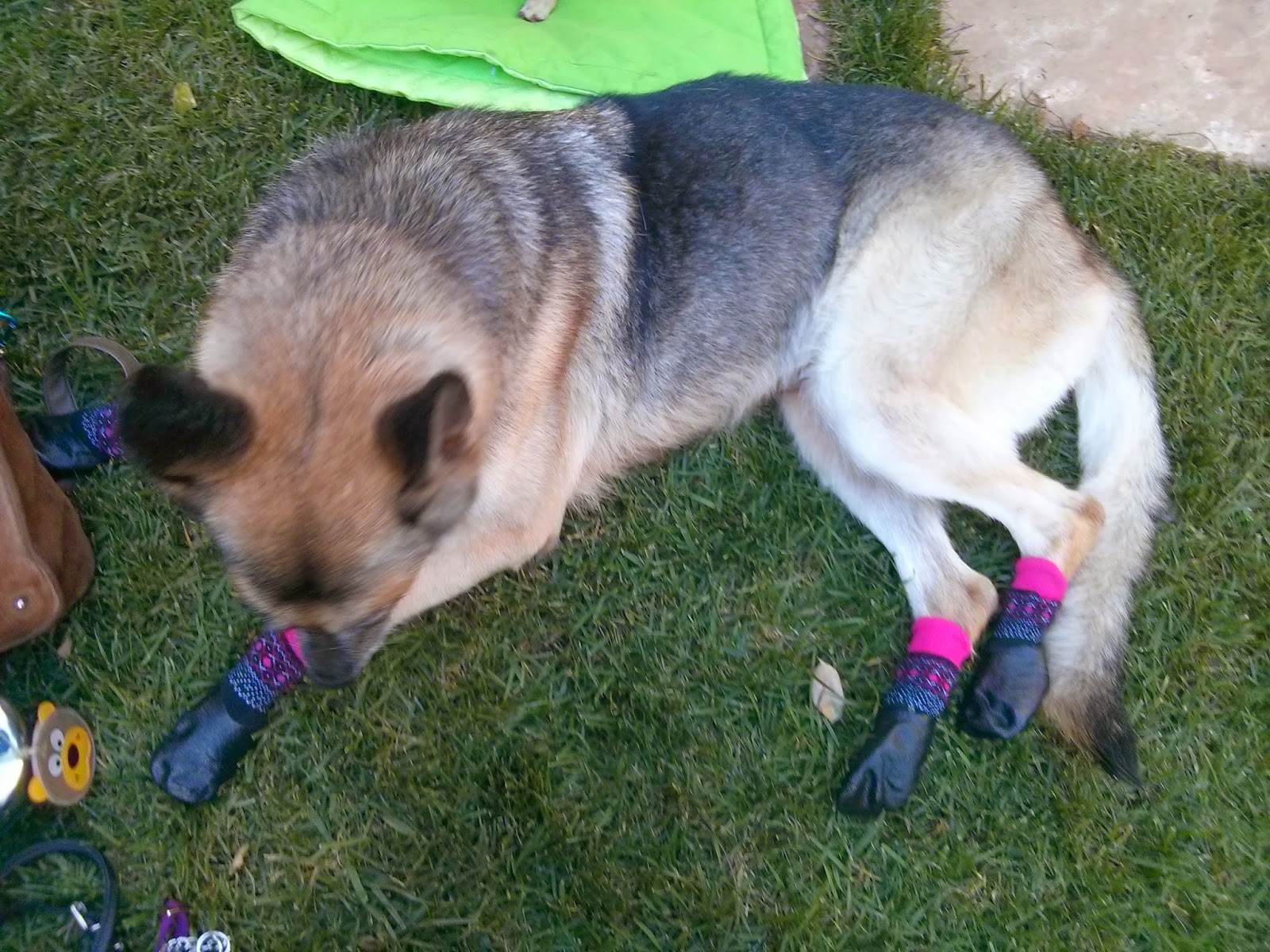 Why Do Dogs Pick Up Socks