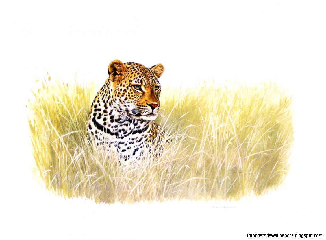 Johan Hoekstra Wildlife Art Johan Hoekstra Wildlife Art