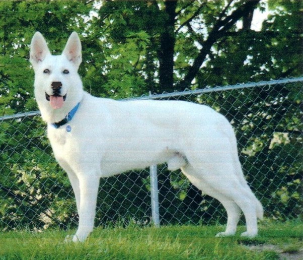 White German Shepherd Kennels Dog German Shepherds
