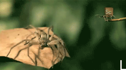LR.gif