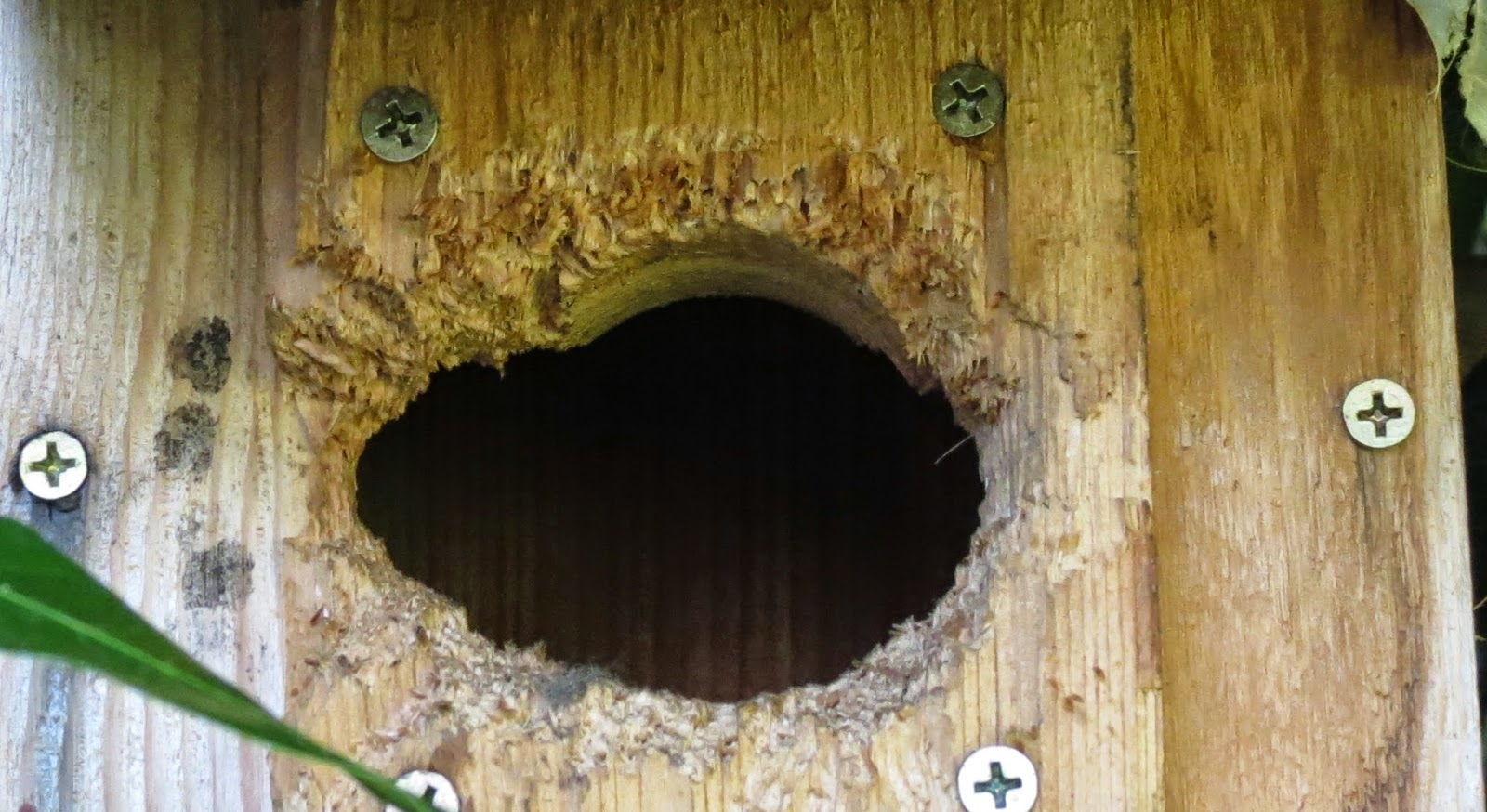 Backyard Birding....and Nature: Red Bellied Woodpecker in Nest Box