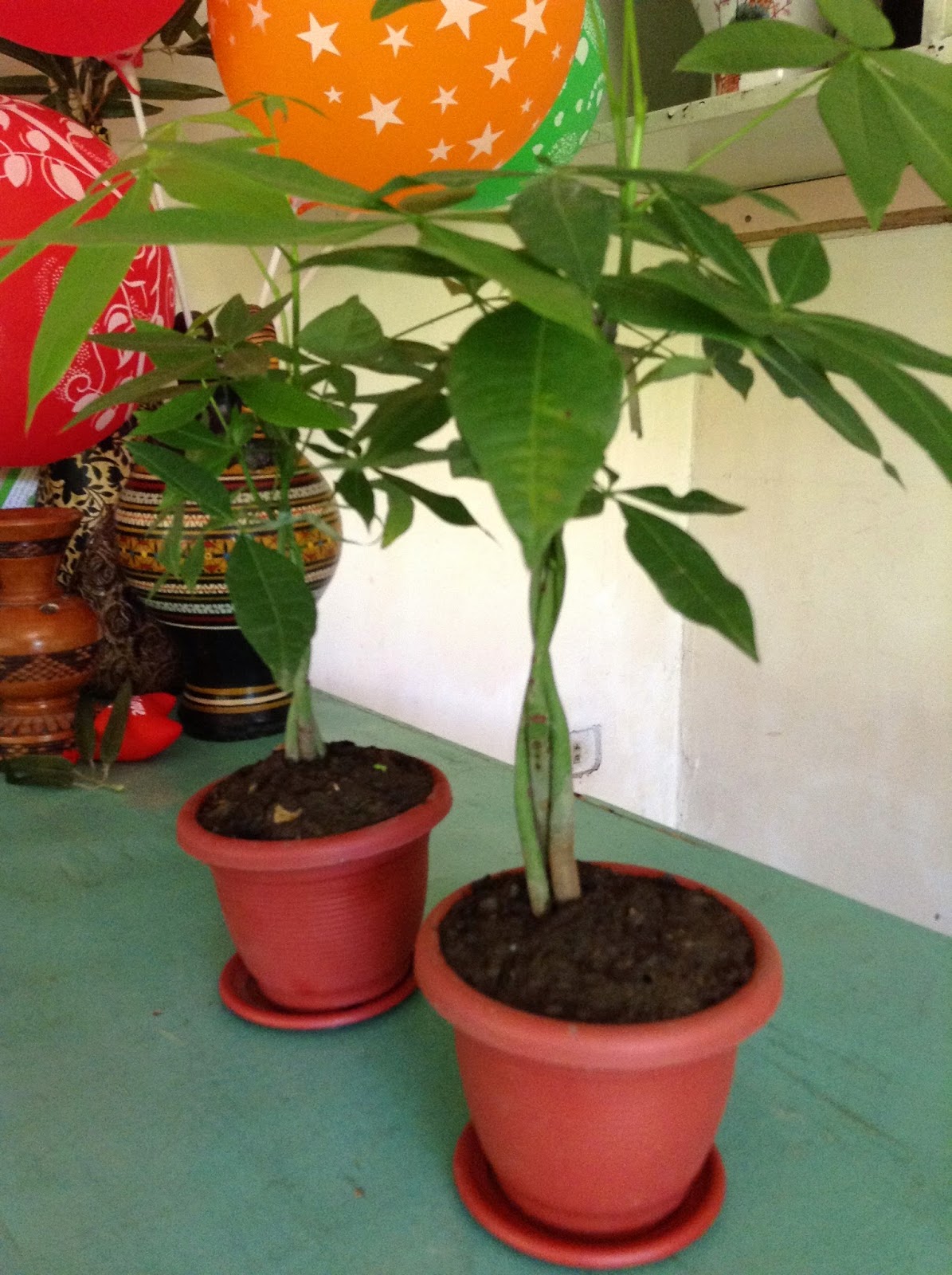 Money Tree Bonsai 101 Prohealthlaw