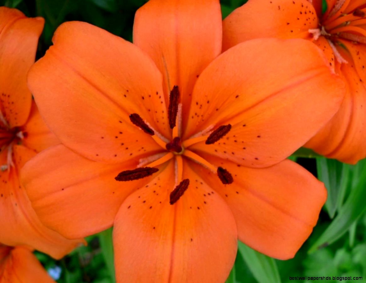 orange flower macro orange flower macro