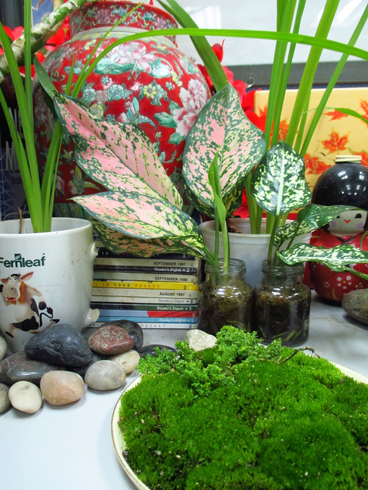 Garden Chronicles Indoor Plants Office Cubicle