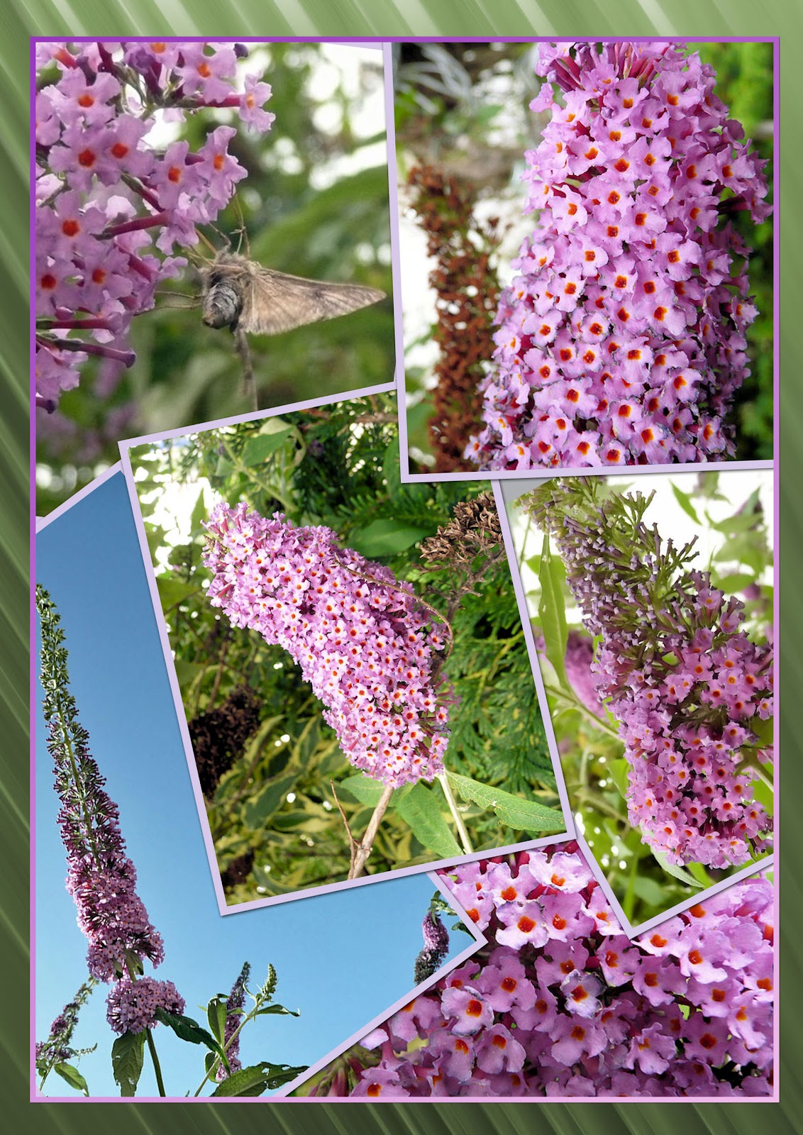 De Fleurs Et D Insectes De Flores E Insectos Espaces Instants