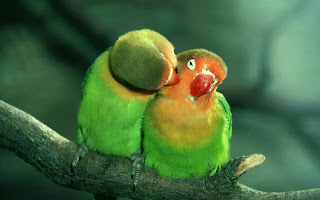 Bird Couple Green Parrots Love Branch Nature Funny HD Wallpaper