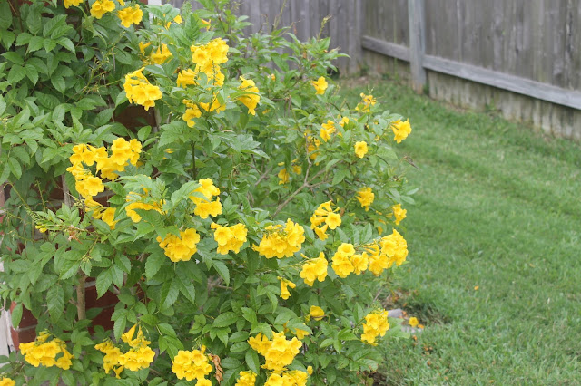 yellow esperanza