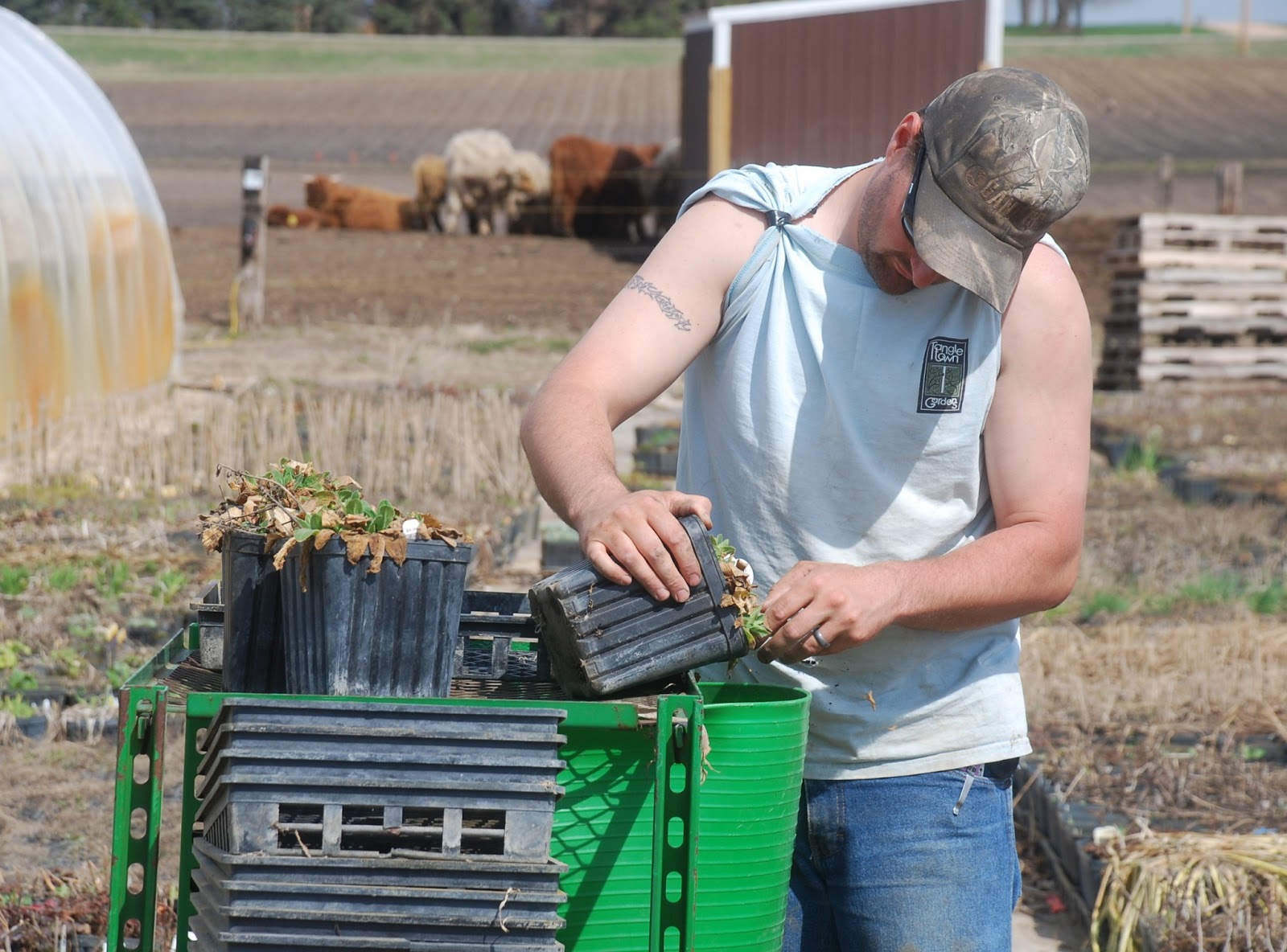 CupCakes and CrabLegs Tanglewood Gardens' Farm Plato, Minnesota
