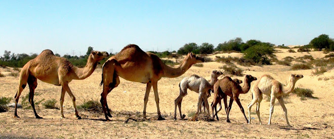 The Camel Family by Reena Prasad