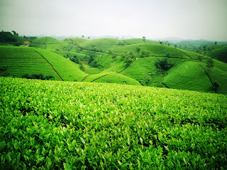 Lưu ý khi sử dụng chè xanh