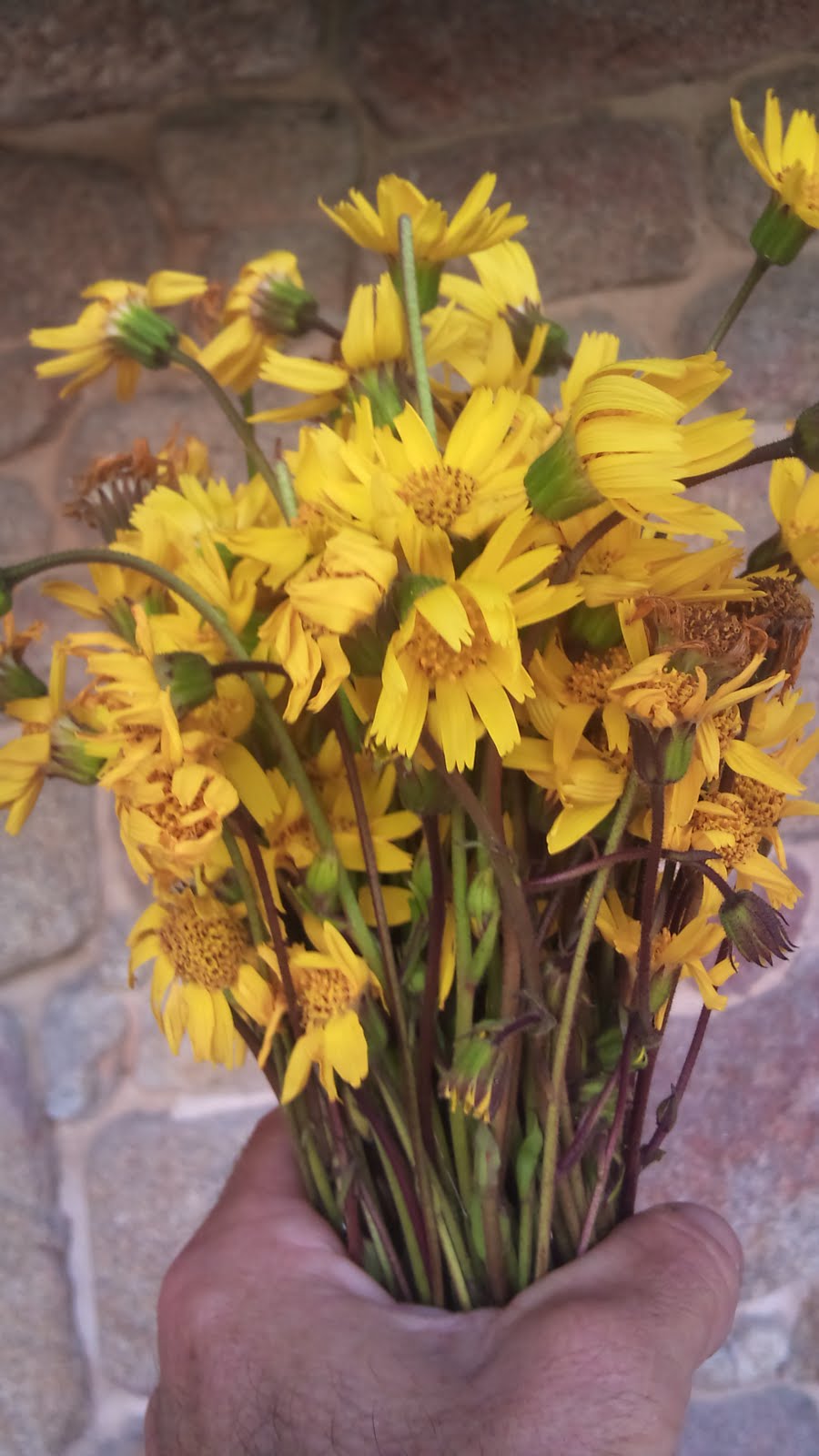 Reitoral de Chandrexa: julio 2011