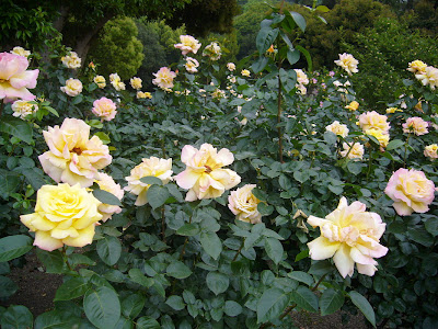 神戸市立 須磨離宮公園・平和の花『ピースバラ』