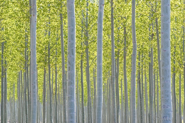 Tree Farm, Early Spring