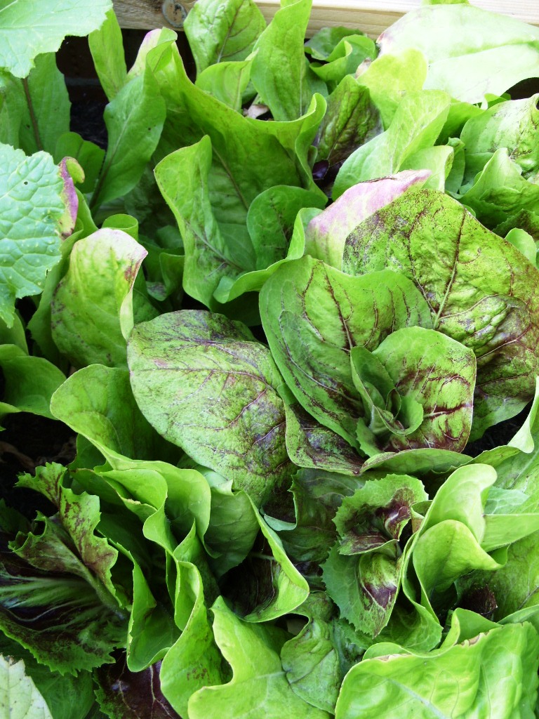 Kelli's Northern Ireland Garden Summer Salads
