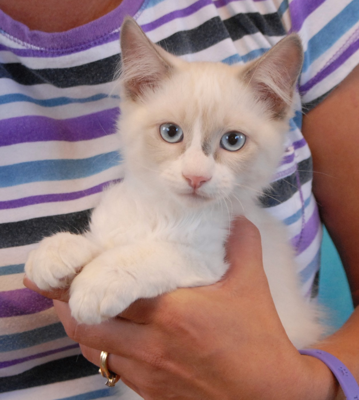 Patrice & her 8 baby kittens debut for adoption today!