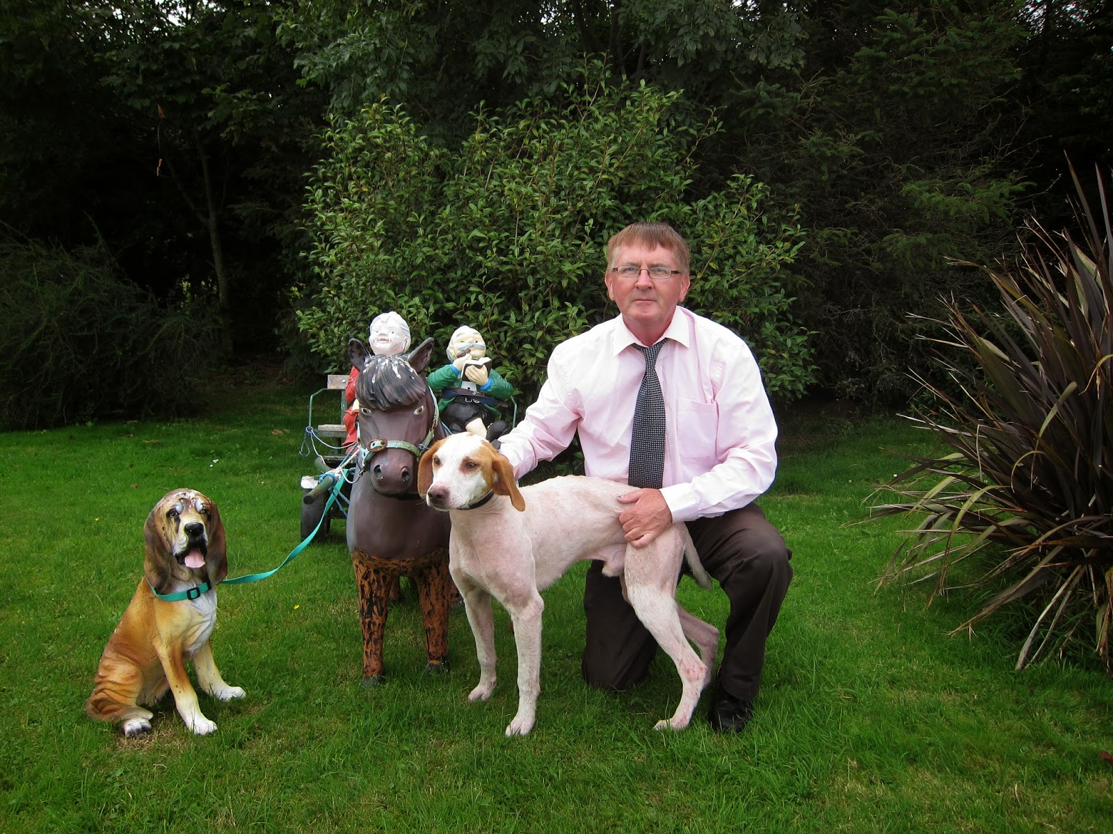 full grown mini whoodle