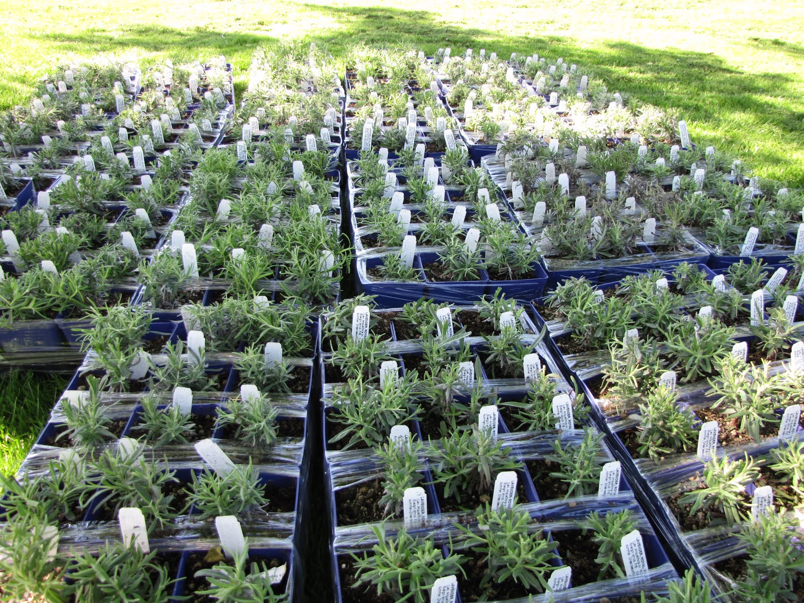 Lockwood Lavender Farm Lavender Plants for Sale to benefit the