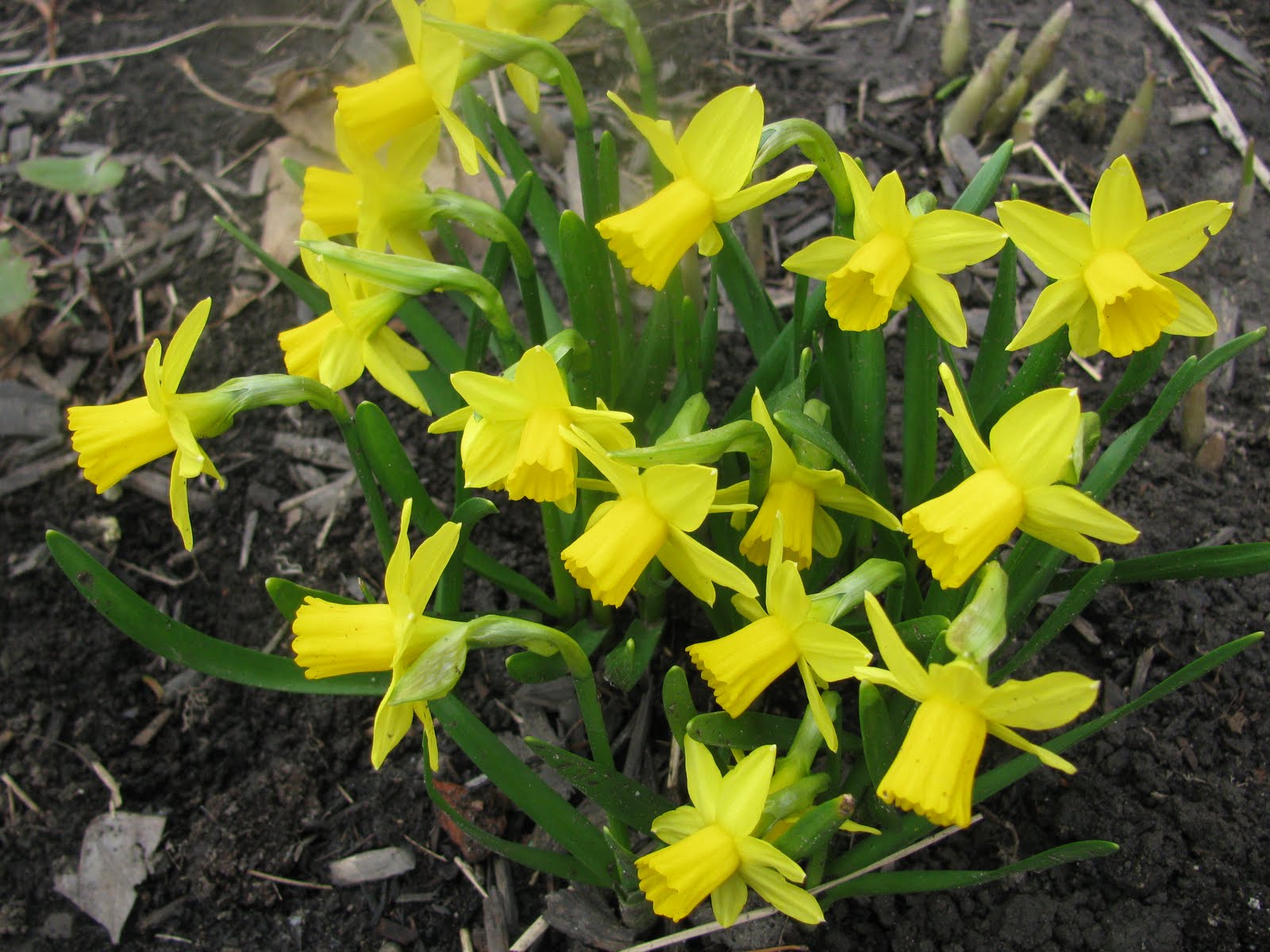 Miniature Daffodils